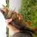 Eurasian perch