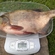 Carp bream