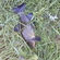 Tench