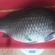 Prussian carp