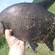 Carp bream