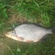 Silver Bream
