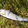 Grayling