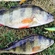 Eurasian perch