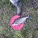 Carp bream