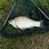 Prussian carp