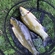 Tench