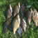 Carp bream