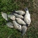Prussian carp