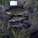 Tench