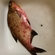 Carp bream