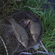 Tench