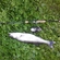Pike perch