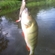 Eurasian perch