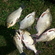 Carp bream