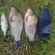 Prussian carp