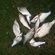 Carp bream