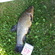 Tench