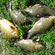 Tench