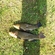 Tench