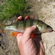 Eurasian perch