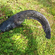 Wels catfish