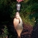 Carp bream