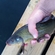 Tench