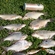 Carp bream
