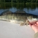 Pike perch