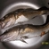Atlantic cod