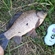 Prussian carp