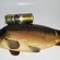 Carp