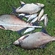 Carp bream