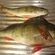 Eurasian perch