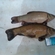 Tench