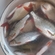 Willowy flounder