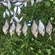 Carp bream
