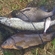Tench