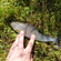 Grayling