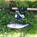 Eurasian perch