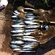 Mackerel