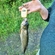 Carp bream