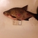 Carp bream