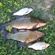 Tench