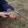 Tench