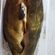 Tench