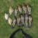 Tench