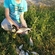 Carp bream