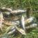 Eurasian perch